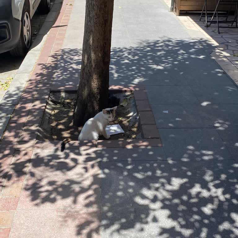 Sokak Kedisine Karşı Sert Tutum Ve Müşteriye Saygısız Davranış