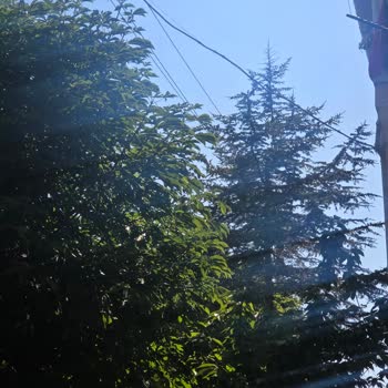 Sincan’da Elektrik Telleri Dallarla Temas Ediyor, Başkent Elektrik’ten Acil Müdahale Bekleniyor