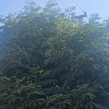 Sincan’da Elektrik Telleri Dallarla Temas Ediyor, Başkent Elektrik’ten Acil Müdahale Bekleniyor