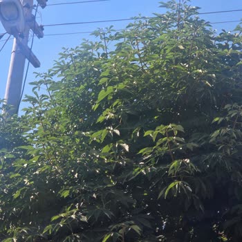 Sincan’da Elektrik Telleri Dallarla Temas Ediyor, Başkent Elektrik’ten Acil Müdahale Bekleniyor