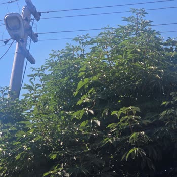 Sincan’da Elektrik Telleri Dallarla Temas Ediyor, Başkent Elektrik’ten Acil Müdahale Bekleniyor