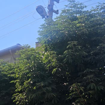 Sincan’da Elektrik Telleri Dallarla Temas Ediyor, Başkent Elektrik’ten Acil Müdahale Bekleniyor