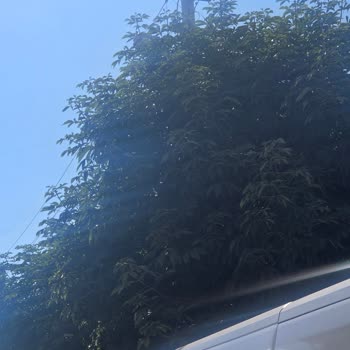 Sincan’da Elektrik Telleri Dallarla Temas Ediyor, Başkent Elektrik’ten Acil Müdahale Bekleniyor
