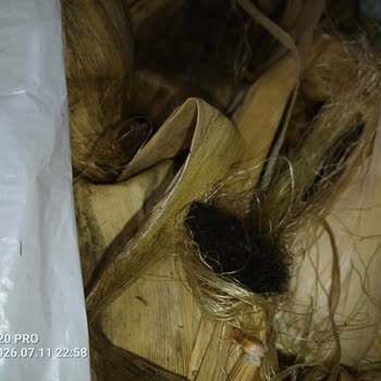 Koçanlı Mısır Ürününün Bozulması Ve Çözüm Bekleyen Müşteri Hizmetleri