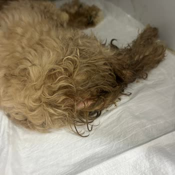Yağız Köpek Çiftliğinden Sahiplendiğimiz Yavru Köpekte Parvovirüs Hastalığı Ve Yüksek Tedavi Masrafları
