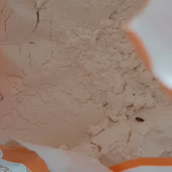 Söke Geleneksel Un’da Kurt Ve Böcek Tespiti İçin İade Talebi