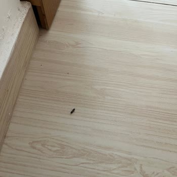 Jolly Tur'da Oda Temizliği Ve Hijyen Sorunları Nedeniyle Ücretsiz Otel Transfer Talebi
