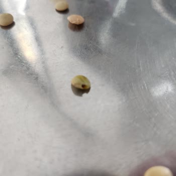 Duru Markalı Mercimekte Böcek Çıktı Sağlık Tehlikesi