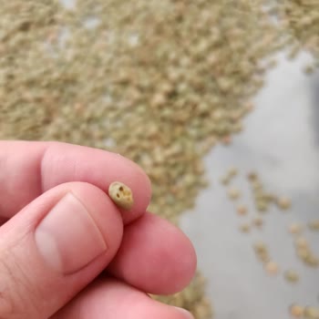Duru Markalı Mercimekte Böcek Çıktı Sağlık Tehlikesi