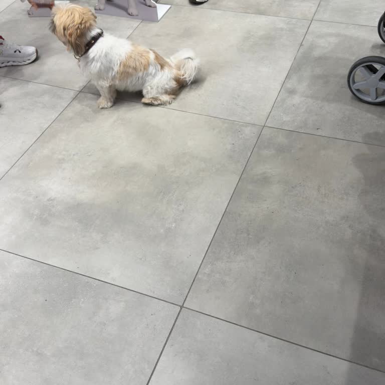 Tasmasız Köpek Mağazada Dolaşıyor Personel Sorumsuz Davranıyor