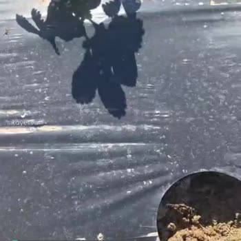 İntfa Tarım Kusurlu Çilek Fidesi Gönderdi