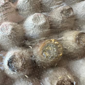 Migros Hemen’den Gelen Bozuk Yumurtalar Gıda Güvenliğini Tehdit Ediyor