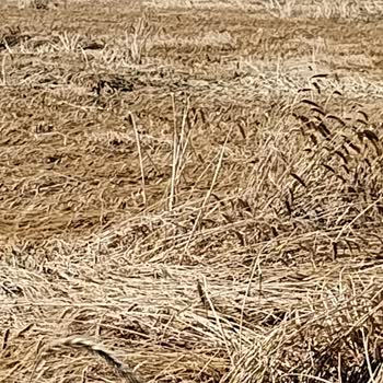 TARSİM Sigortasında 0% Hasar Raporu Yanıltıcı Adil Tazminat Talebi