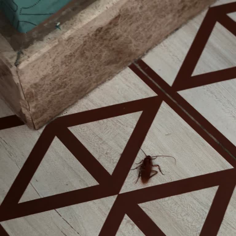 Granada Luxury Belek Otelinde Hijyen Sorunu: Hamam Böcekleri Görüldü Ve Çözüm Bulunamadı