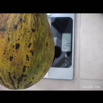 Migros Sanal Market’te Kavun Ağırlığı Fişle Uyuşmazlığı Ve Ücret İadesi Talebi