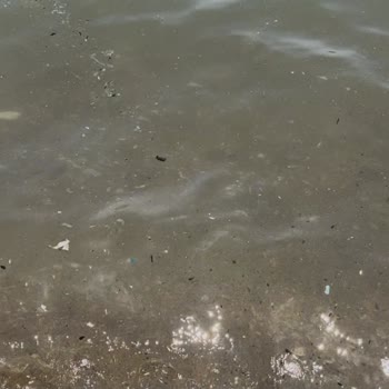 Yosunlu Pis Deniz Ve Küçük Kalabalık Havuzla Tatil Kabusu