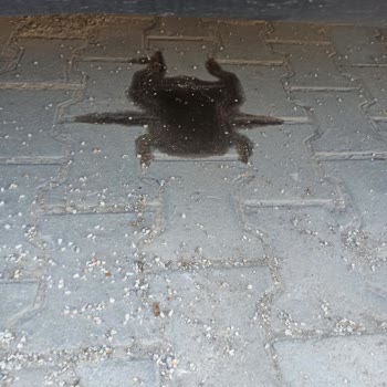 Garanti Kapsamındaki Citroen C4X Bakım Sonrası Yağ Sızıntısı Ve Acil Yardım Talebi