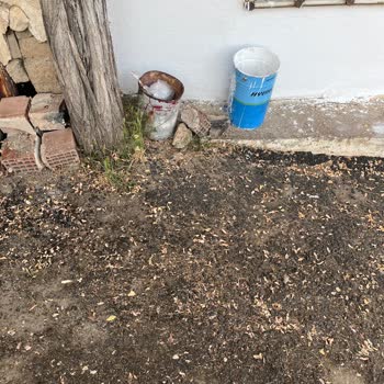 Yahyalı Mahallesinde Ağaç Böceklenmeye Neden Oluyor, Kesilmesi Ve İlaçlama Talep Ediliyor