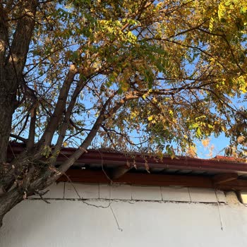 Yahyalı Mahallesinde Ağaç Böceklenmeye Neden Oluyor, Kesilmesi Ve İlaçlama Talep Ediliyor