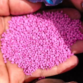İntfa Tarım’dan Sertifikalı Anason Tohumu Çıkmaması Ve Büyük Maddi Zarar