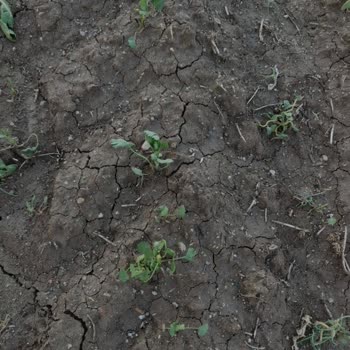 İntfa Tarım’dan Sertifikalı Anason Tohumu Çıkmaması Ve Büyük Maddi Zarar