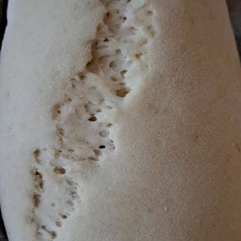 Sinangil Doruk Ununda Çürük Hamur, Sert Ekmek Ve Telafi Talebi