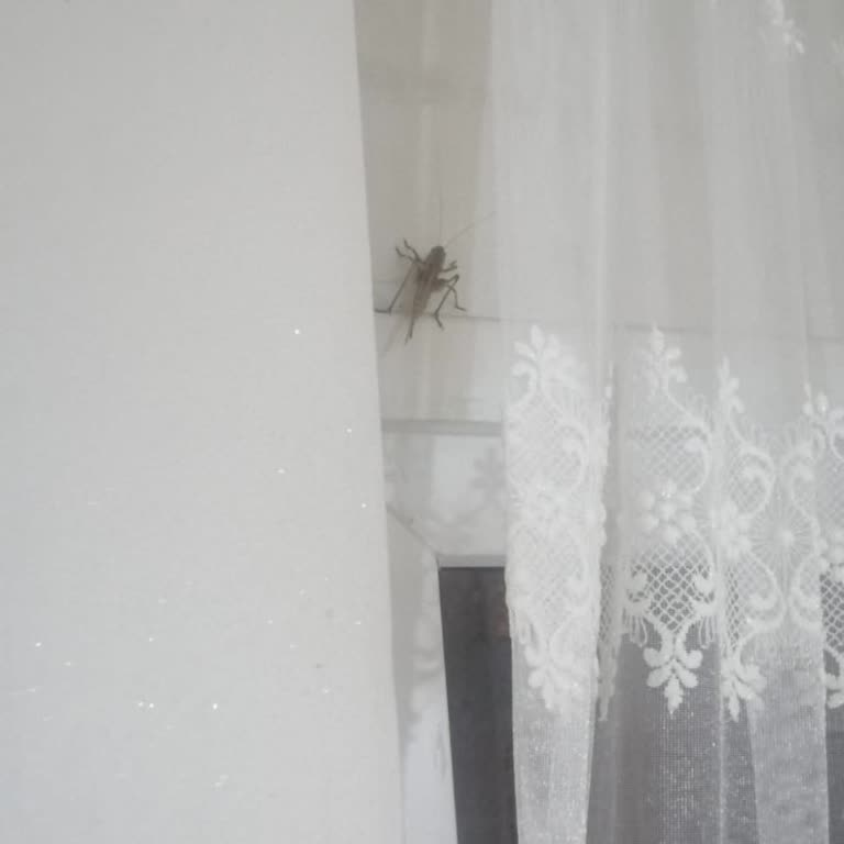 Arnavutköy Mahallesinde Çekirge Ve Böcek Sorunu