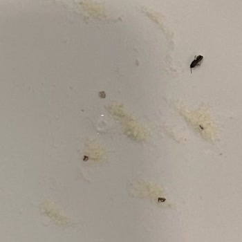Bebek Mamasında Böcek Görülmesi Sağlık Ve Hijyen İhlali