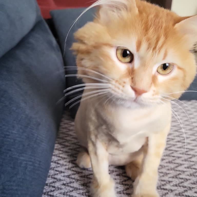 Sincan Pet Veteriner Özensizliği!