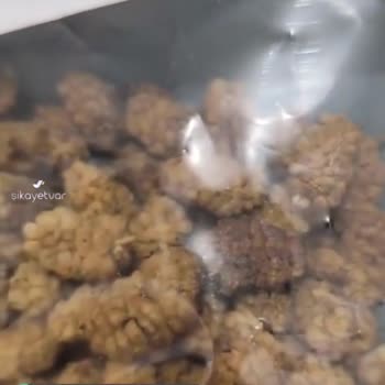 Çitlekçi Kuru Dut İçinden Çıkan Güveler
