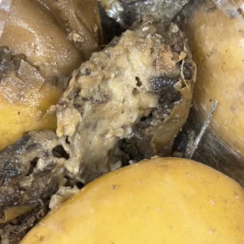 Patates Çuvallarında Kurtlar: Hijyen Ve Gıda Güvenliği Sorunu