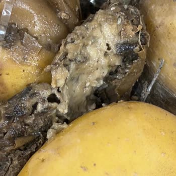 Patates Çuvallarında Kurtlar: Hijyen Ve Gıda Güvenliği Sorunu