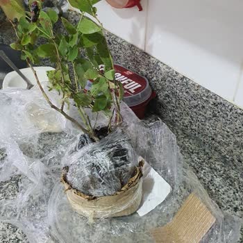 İlanla Uyuşmayan Sararmış Yaban Mersini Fidanı Ve İade Reddi