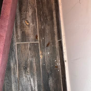 Hamam Böcekleri Ve Kirli Oda: Hijyen Sorunu Ve İade Talebi