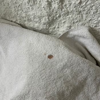 Luvenza Alaçatı’da Hamam Böceği, Lekeler Ve Güvenlik Sorunları