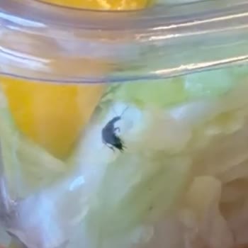 Köroğlu İşkembecisi Salatanın İçinden Böcek Çıktı