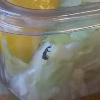 Köroğlu İşkembecisi Salatanın İçinden Böcek Çıktı