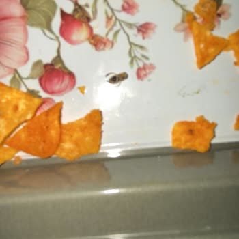 Doritos Hot Corn’da Böcek Tespit Edildi: Hijyen Ve Güven Sorunu