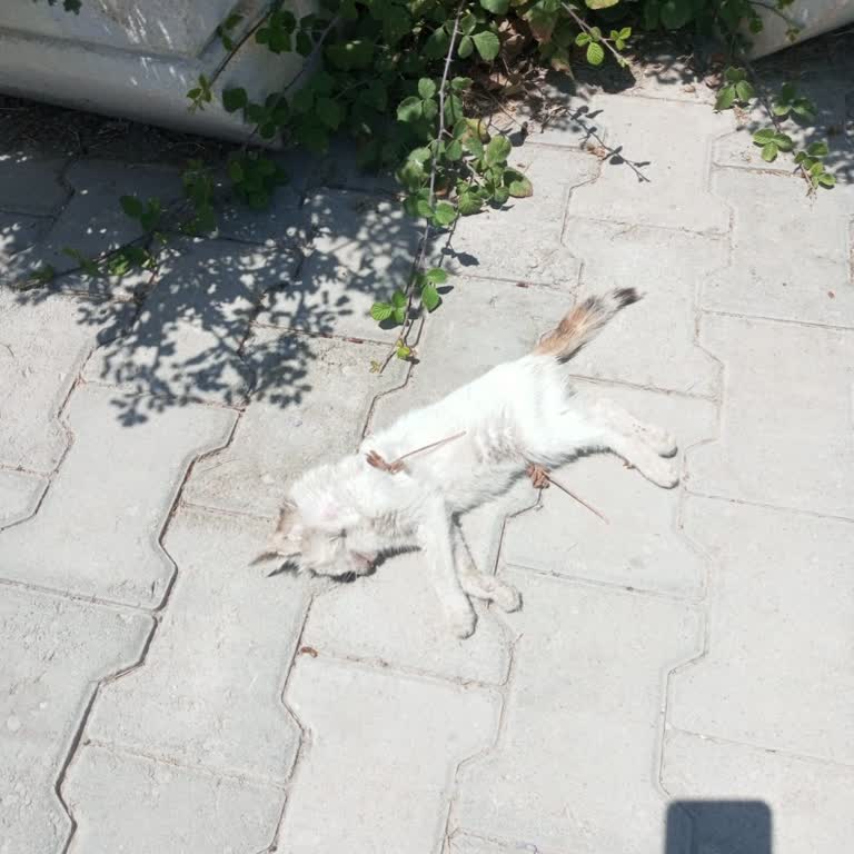 Kuşadası Kısırlaştırma Merkezinde Yavru Kedilere Yönelik İhmal Ve Duyarsızlık