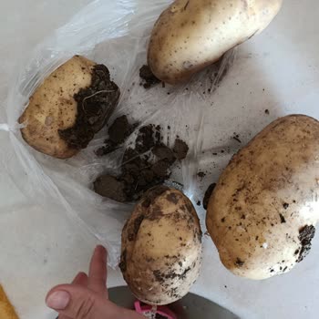 Migros Hemen'den Çamurlu Patates Teslimatı