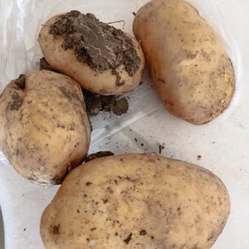 Migros Hemen'den Çamurlu Patates Teslimatı