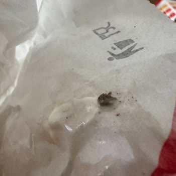 Yabancı Madde İçeren Burger Ve Eksik Patates İçin İade Talebi