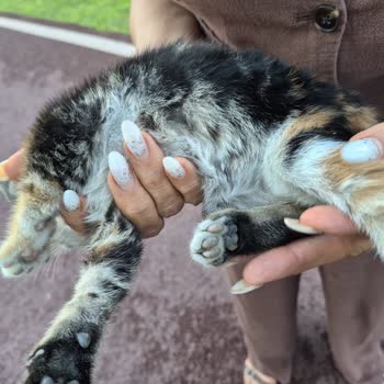 Teslim Edilen Sokak Kedisi Ölümüne Neden Olan İhmal Ve Bilgi Eksikliği