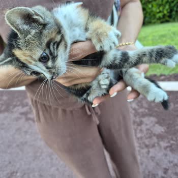 Teslim Edilen Sokak Kedisi Ölümüne Neden Olan İhmal Ve Bilgi Eksikliği