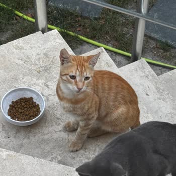Eki aç
