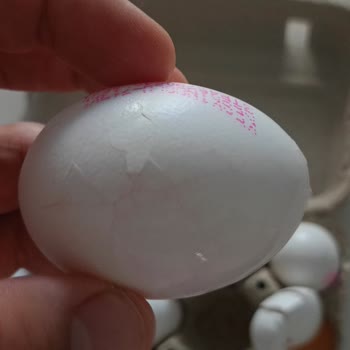 Hasarlı Yumurta Teslimatı Ve Cevapsız Müşteri Hizmetleri