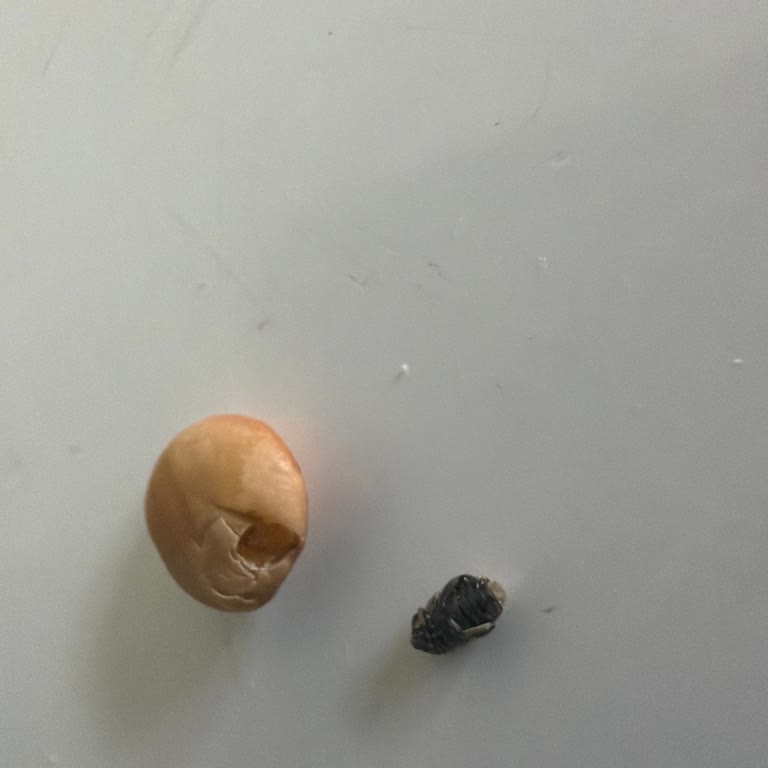 Duru Bulgur Uzun Süredir Ciddi Bir Hijyen Problemi Yaşıyorum