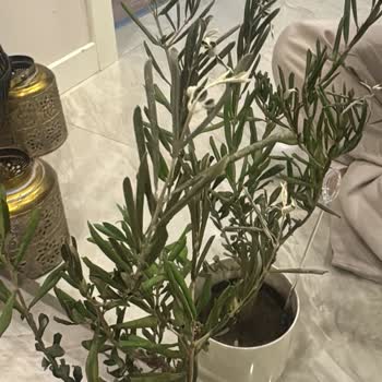 Çiçek Sepeti Sağlıksız Çiçek Teslimatı Ve İzin Almadan Sipariş İptali