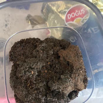 Doğuş Çay’da Hijyen Dışı Madde Bulunması Ve İade Talebi