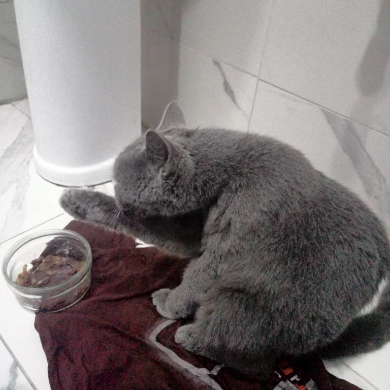 Odunpazarı Belediyesi Hayvan Barınağında Kedi Tedavisi Gecikmesi Ve Bilgi Eksikliği